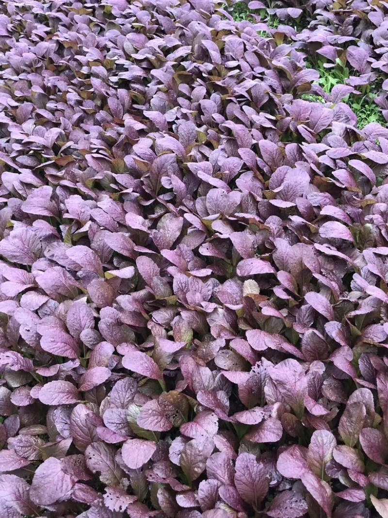 紫色芥菜、花青素含量丰富、香甜可口、可做色拉菜。