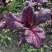 紫色芥菜、花青素含量丰富、香甜可口、可做色拉菜。