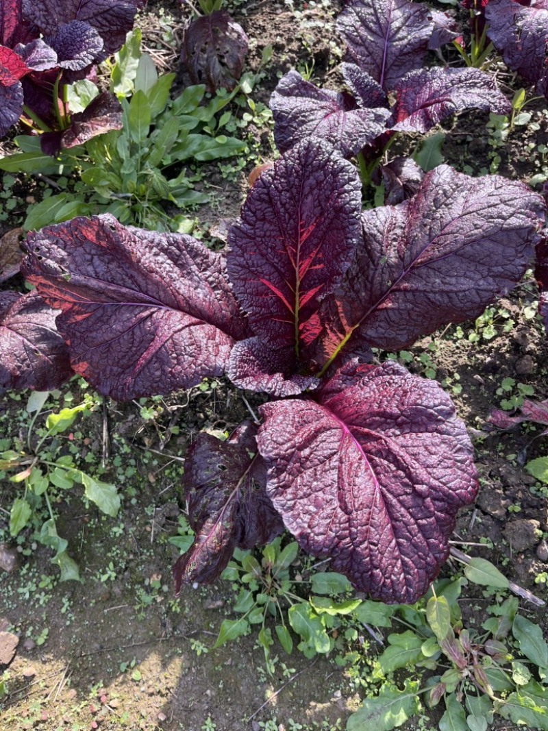 紫色芥菜、花青素含量丰富、香甜可口、可做色拉菜。