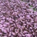 紫色芥菜、花青素含量丰富、香甜可口、可做色拉菜。