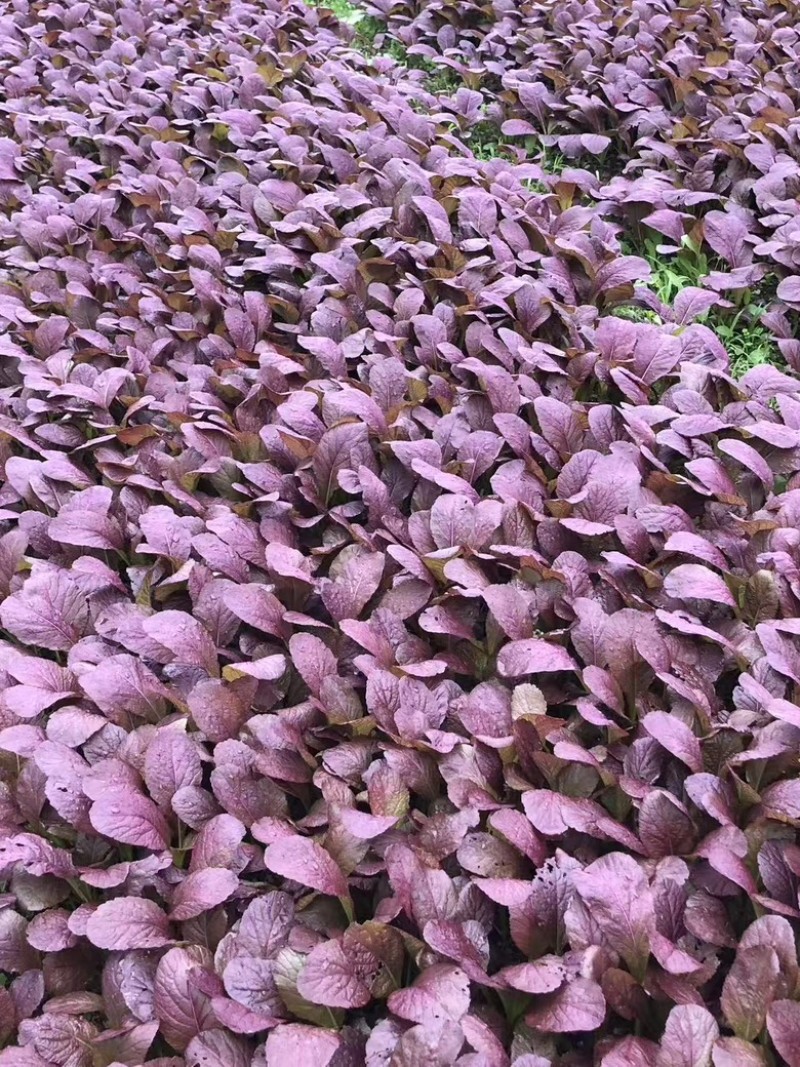 紫色芥菜、花青素含量丰富、香甜可口、可做色拉菜。