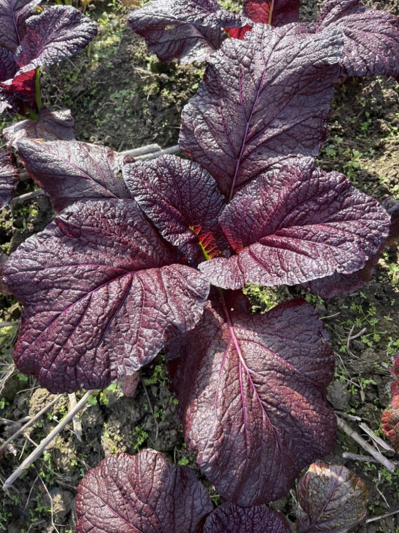 紫色芥菜、花青素含量丰富、香甜可口、可做色拉菜。