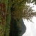 银杏树桂花树