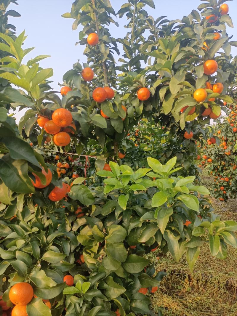 这么好的金秋居然卖不动