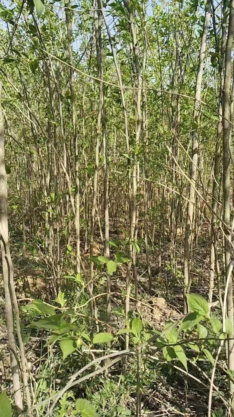 杜仲0.5-10公分