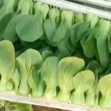 精品油菜