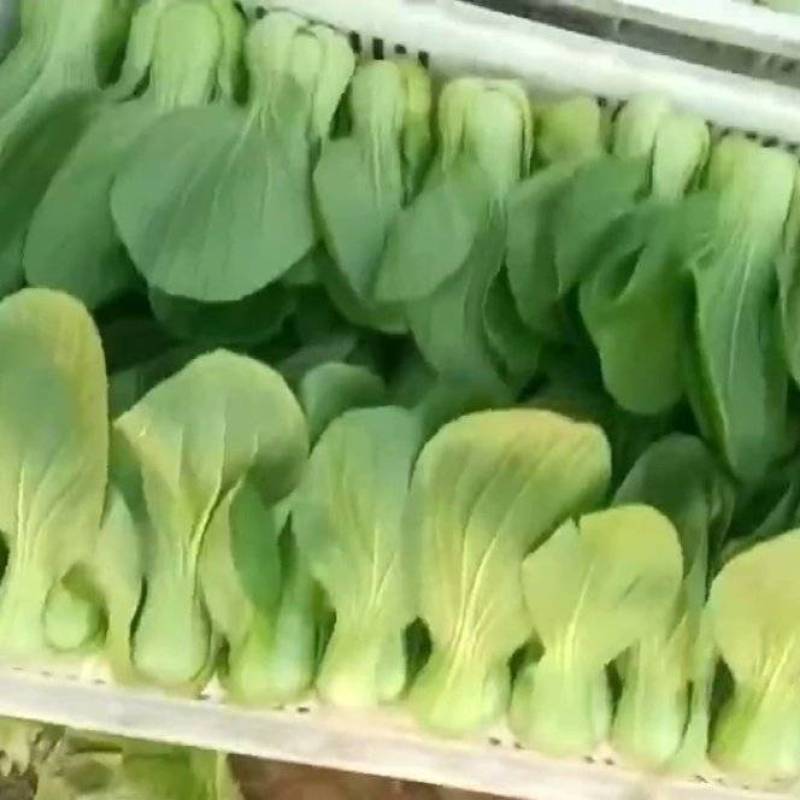 精品油菜