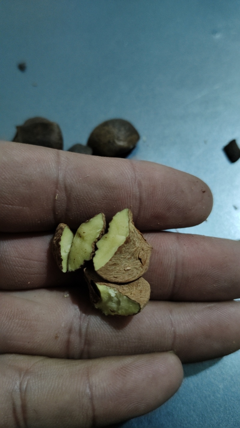 纯手工农作物野生山茶子米