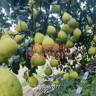 自家种的江永香柚柚/沙田柚