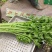 马家沟翡翠绿芹菜