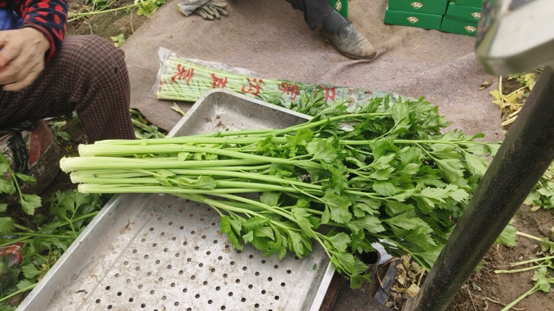 马家沟翡翠绿芹菜