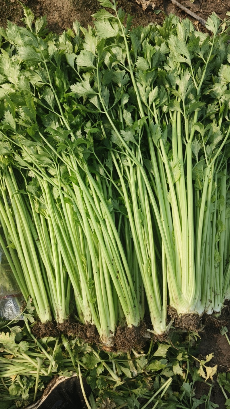 马家沟翡翠绿芹菜