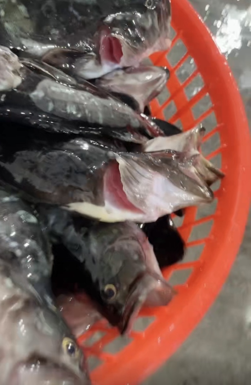 石斑鱼海鱼老虎斑鱼鲜活急冻深海石斑鱼清蒸肉质鲜嫩
