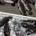 石斑鱼海鱼老虎斑鱼鲜活急冻深海石斑鱼清蒸肉质鲜嫩