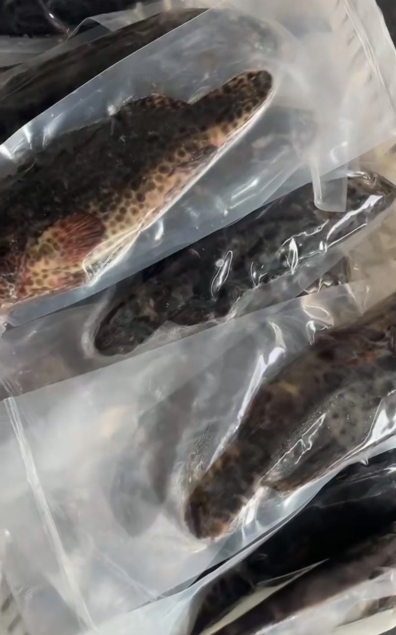 石斑鱼海鱼老虎斑鱼鲜活急冻深海石斑鱼清蒸肉质鲜嫩