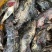石斑鱼海鱼老虎斑鱼鲜活急冻深海石斑鱼清蒸肉质鲜嫩