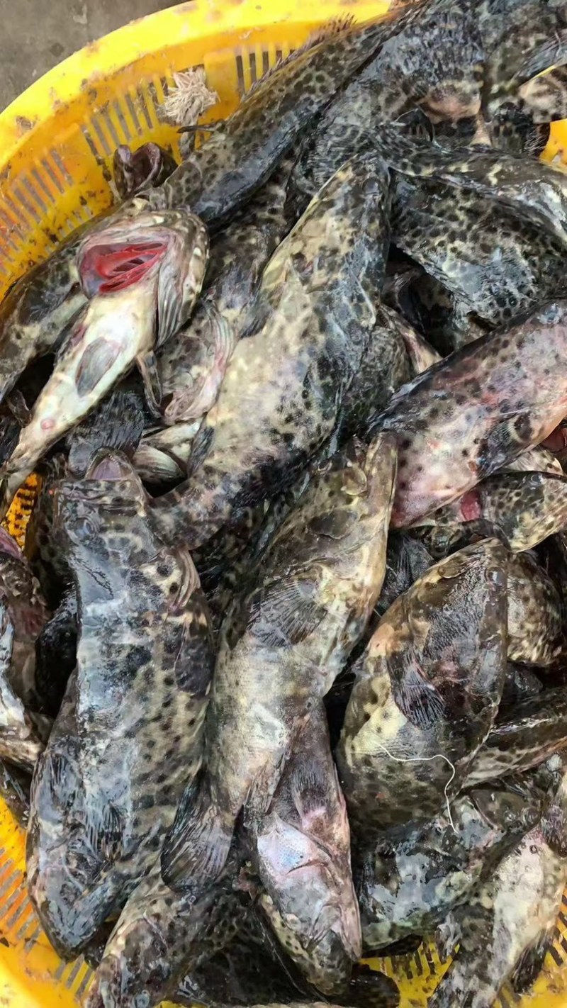 石斑鱼海鱼老虎斑鱼鲜活急冻深海石斑鱼清蒸肉质鲜嫩