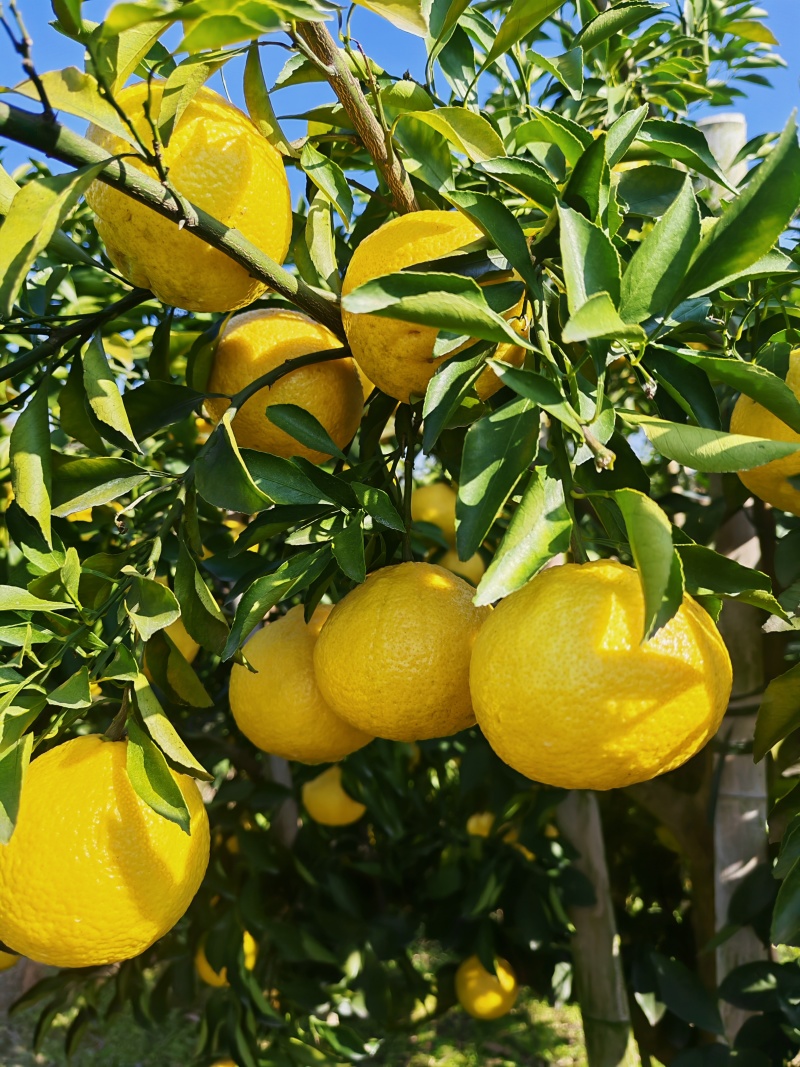 湖南怀化黄金贡柚清香脆甜无酸味好吃不上火储存期长达一年