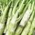棒菜圆叶棒菜。花叶棒菜四川绵阳。各种做工