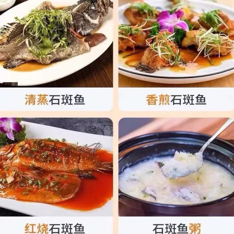 石斑鱼海鱼老虎斑鱼鲜活急冻深海石斑鱼清蒸肉质鲜嫩