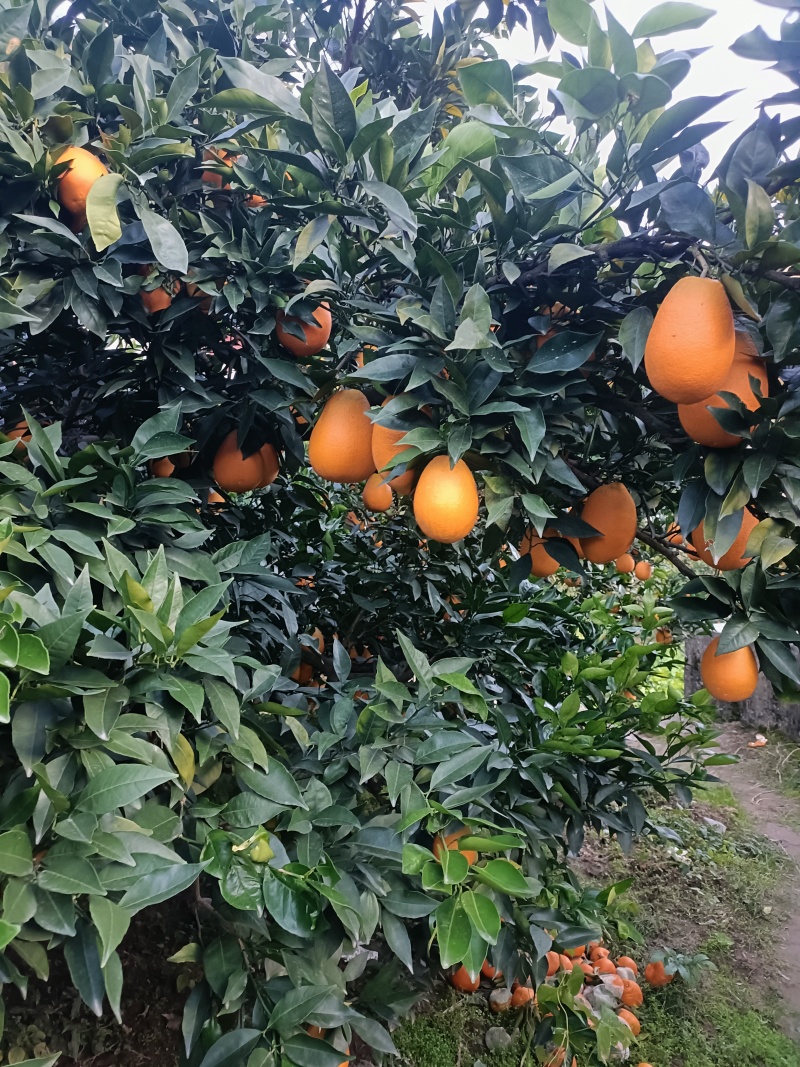 湖北秭归优质长虹，现已大量销售，欢迎客商订购。