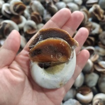 鲜活吐沙，速冻锁鲜，带壳整螺，丹东特产香螺猫眼螺