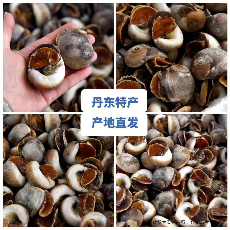 鲜活吐沙，速冻锁鲜，带壳整螺，丹东特产香螺猫眼螺