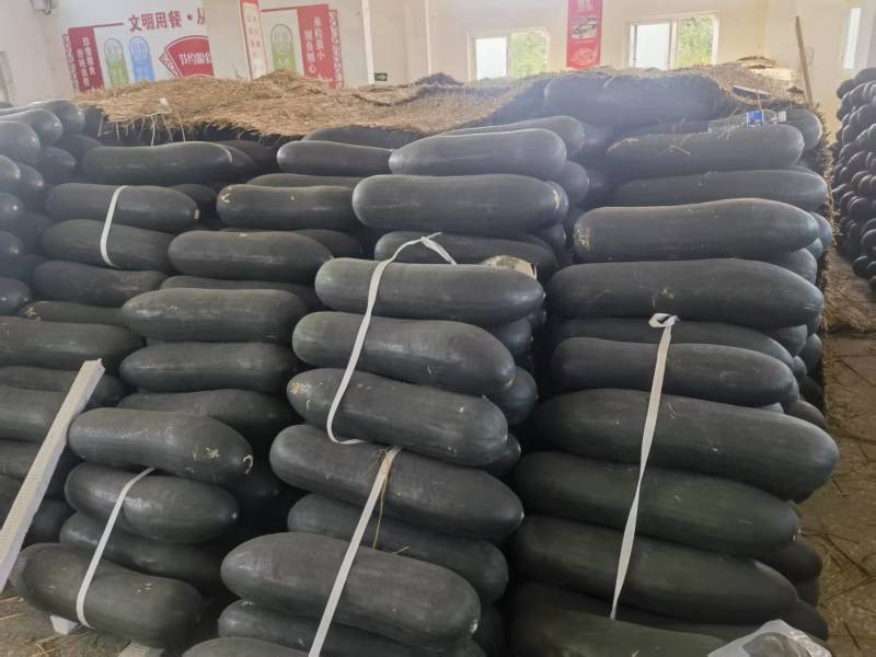 河南大量吊冬瓜，优惠出售