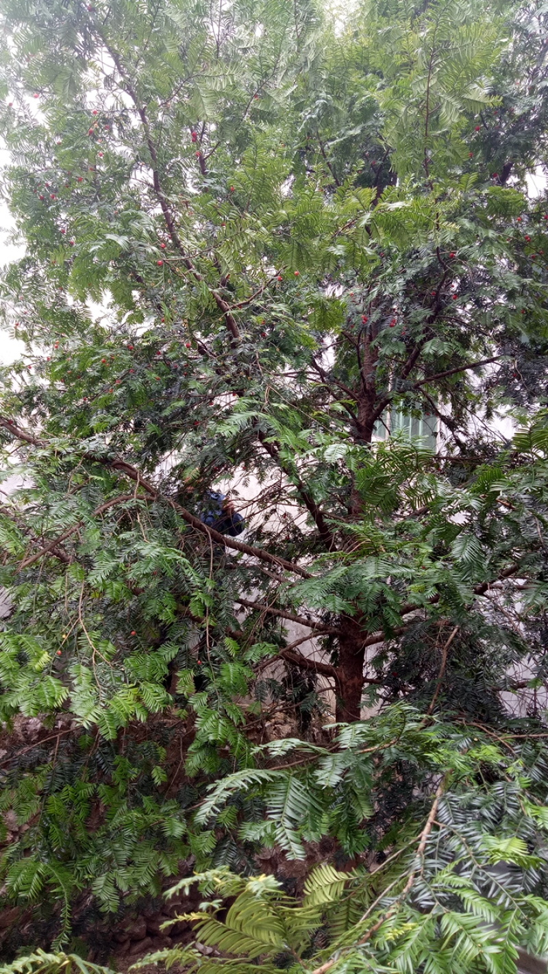 银杏树八月桂