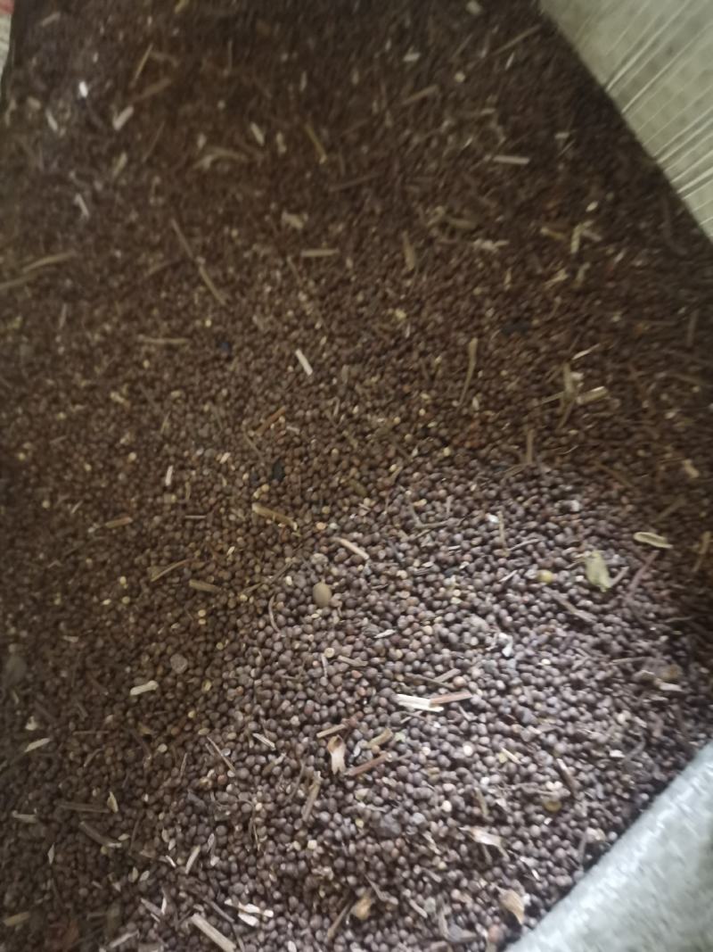 苏子，我们只做优质产品，苏子颗粒饱满颜色正，产地