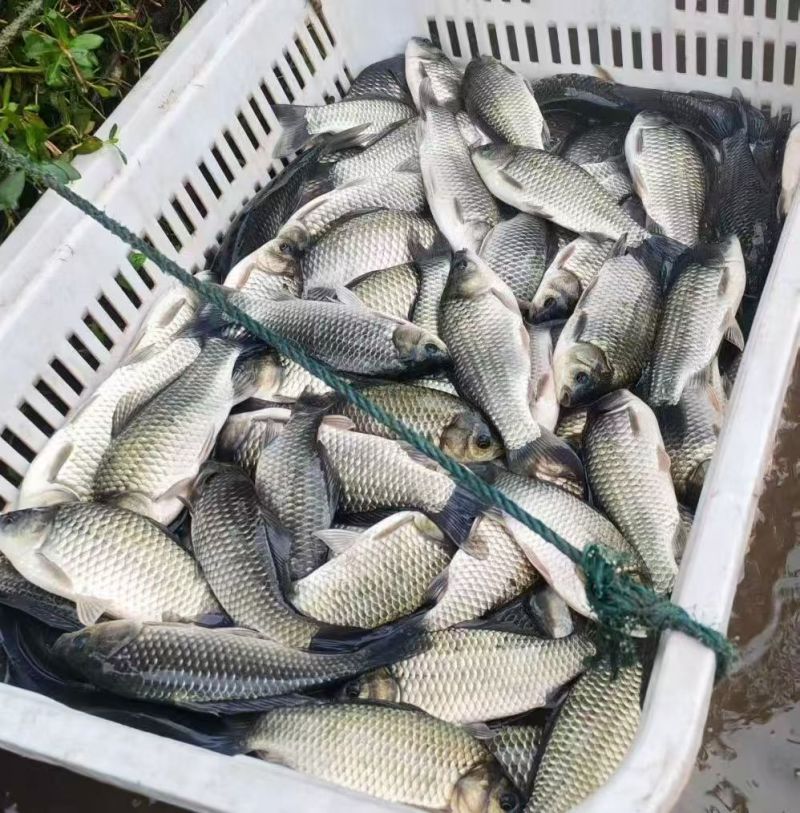 【中科三号鲫鱼！】免费检测水质，鱼塘规划，鱼苗搭配及售后
