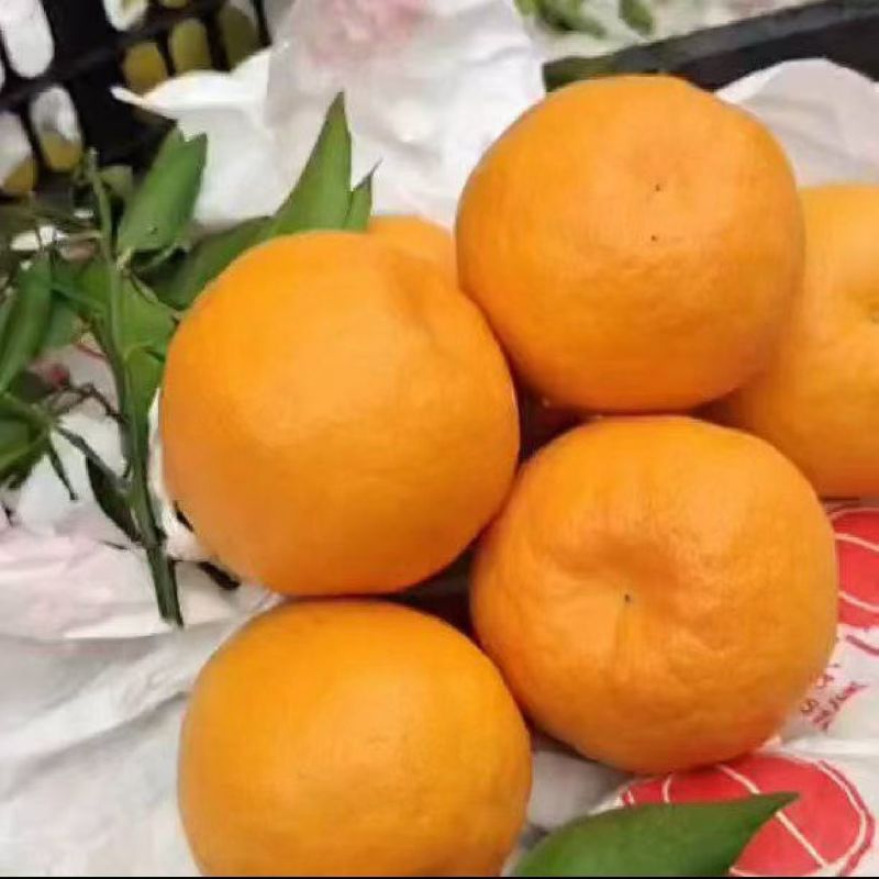 柑橘/耙耙柑/四川资阳精品耙耙柑/货源充足/对接全国采购