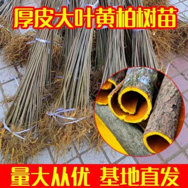 四川厚皮川黄柏树苗中药材厚皮川黄柏剥皮药用