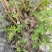 湖北宜昌大量野生黄荆树出售