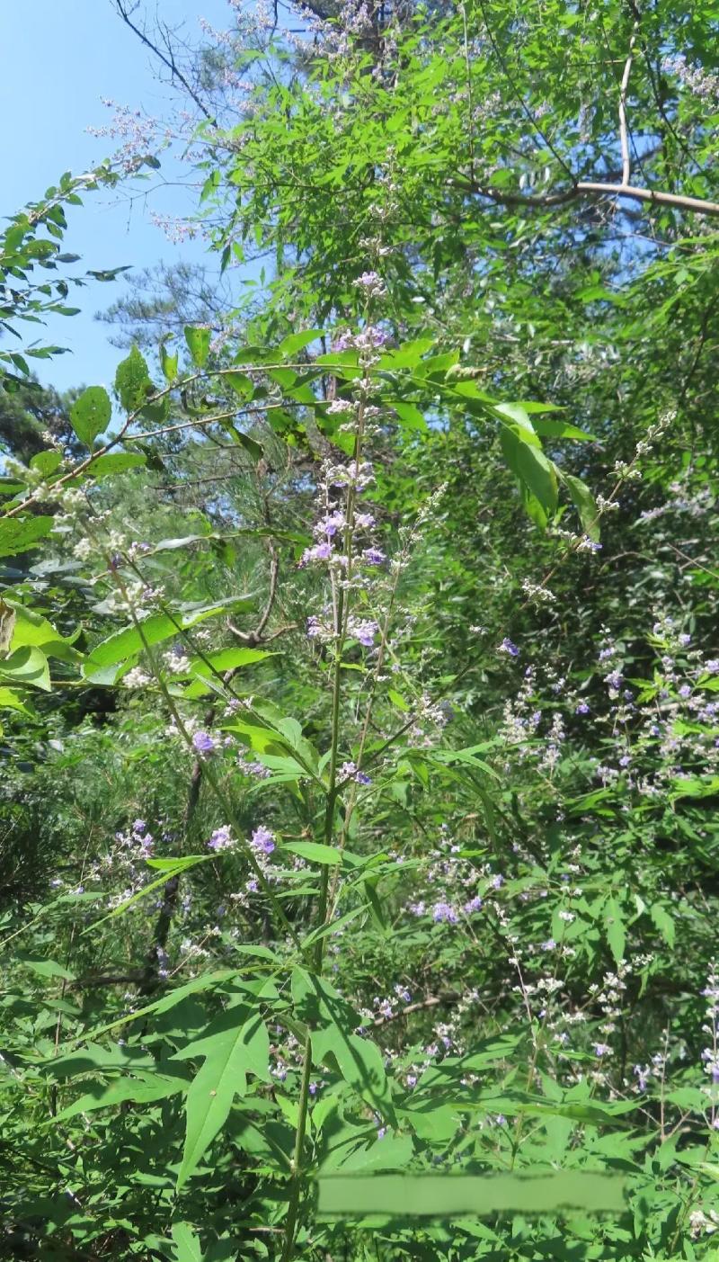 湖北宜昌大量野生黄荆树出售