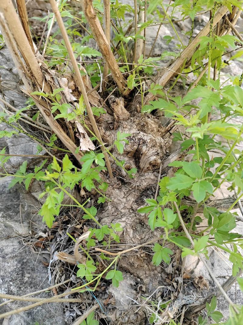 湖北宜昌大量野生黄荆树出售