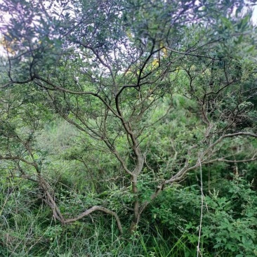湖北宜昌大量野生黄荆树出售
