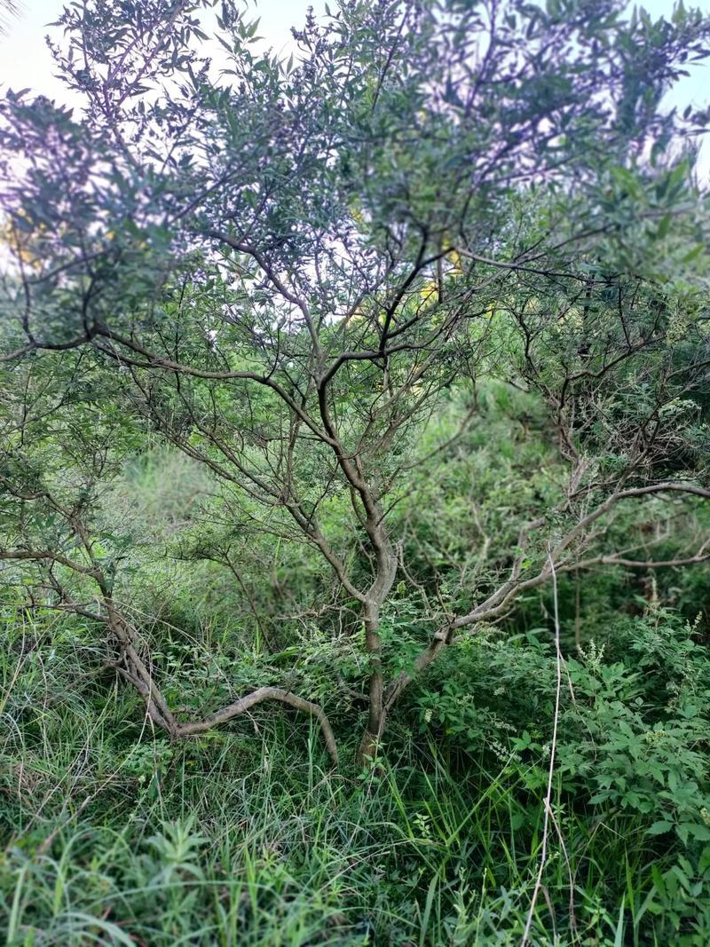 湖北宜昌大量野生黄荆树出售