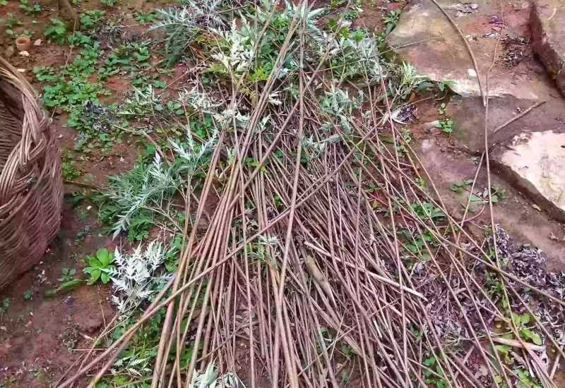 湖北宜昌大量野生黄荆树出售