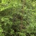 湖北宜昌大量野生黄荆树出售