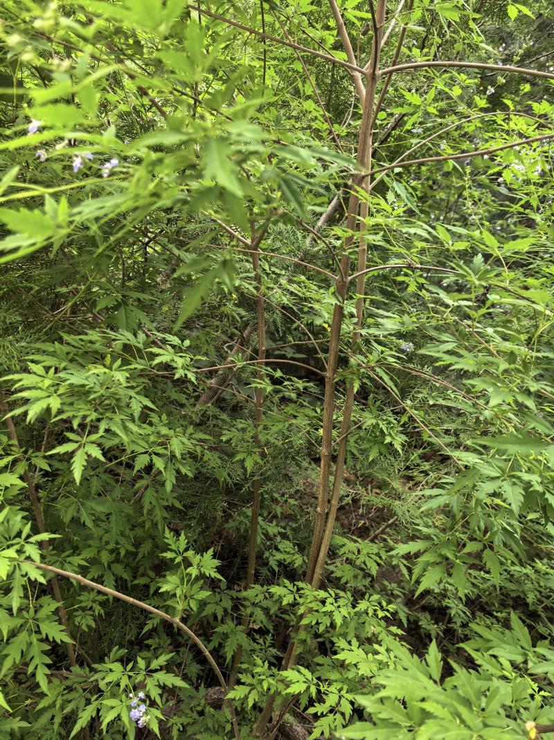 湖北宜昌大量野生黄荆树出售