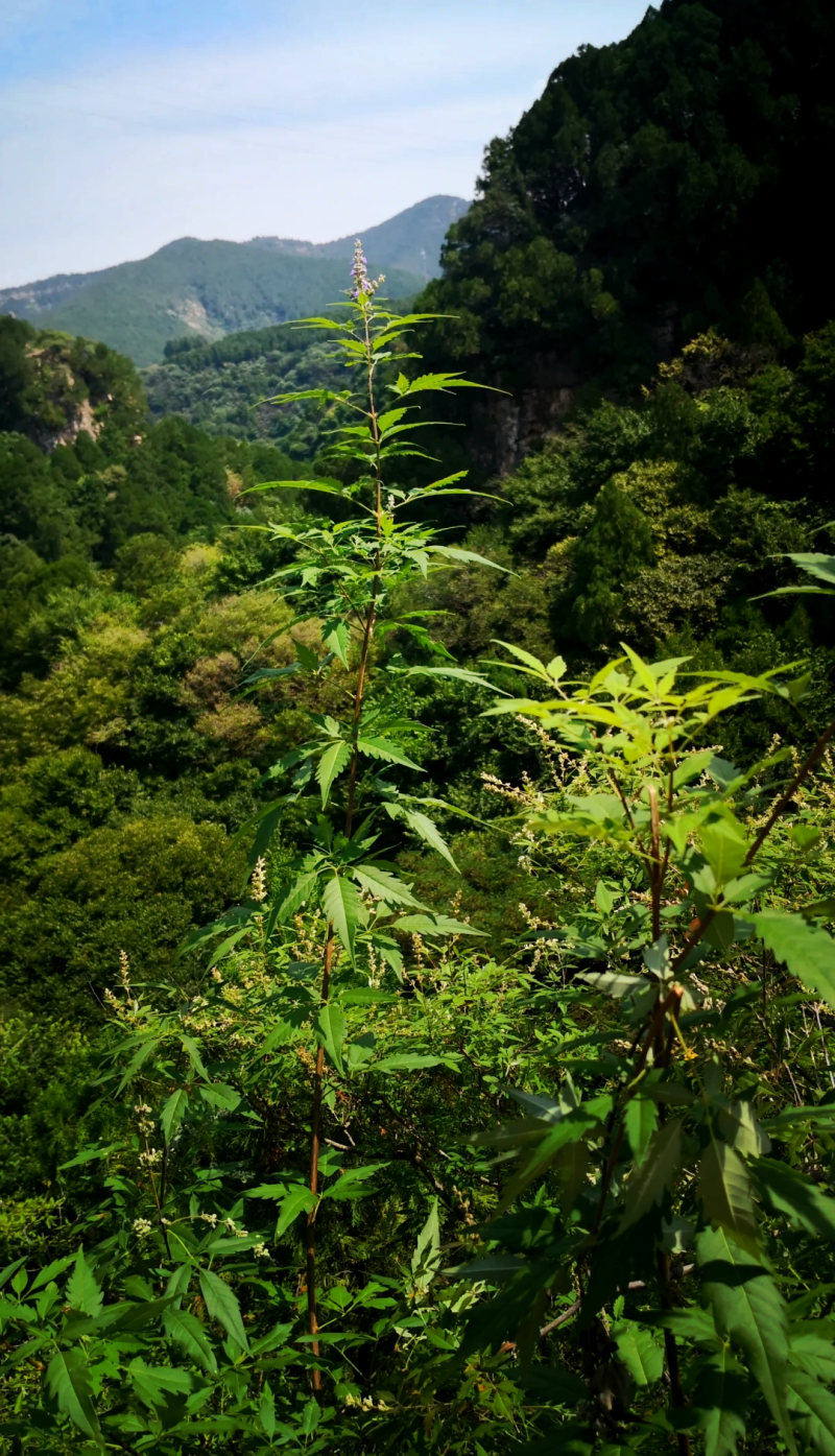 湖北宜昌大量野生黄荆树出售