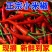 丰县精品红辣椒美人椒艳红红金塔欢迎王大采购商积极采购联系