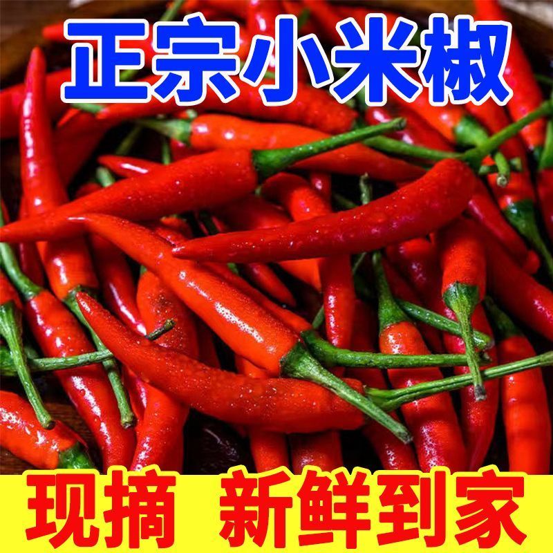 丰县精品红辣椒美人椒艳红红金塔欢迎王大采购商积极采购联系