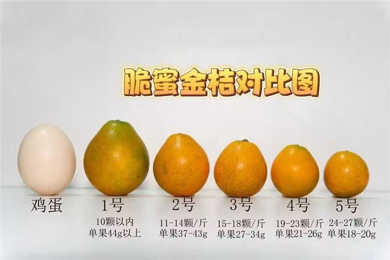 脆蜜金桔两斤装，支持视频看货，可发往全国市场！