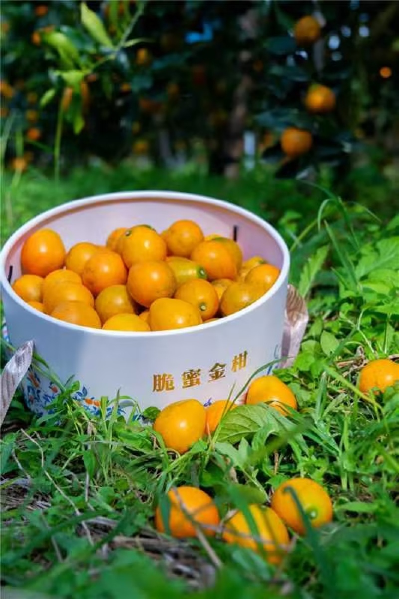 【实力】脆蜜金桔，金桔精品装热烈欢迎来我们基地考察订购