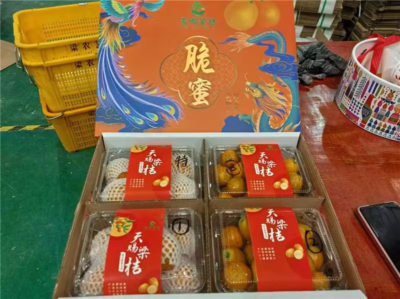 【实力】脆蜜金桔，金桔精品装热烈欢迎来我们基地考察订购