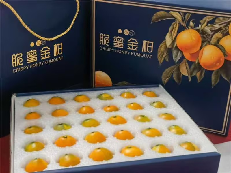 【实力】脆蜜金桔，金桔精品装热烈欢迎来我们基地考察订购