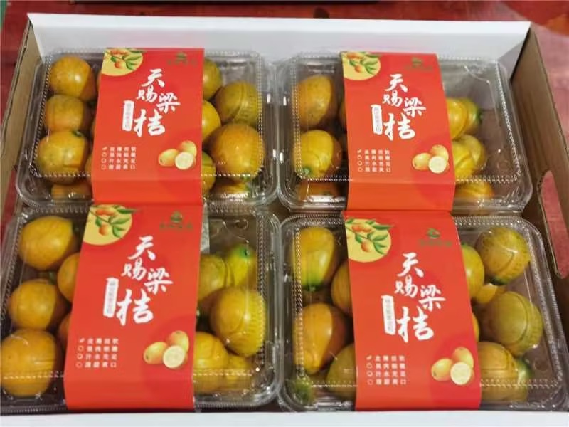 【实力】脆蜜金桔，金桔精品装热烈欢迎来我们基地考察订购