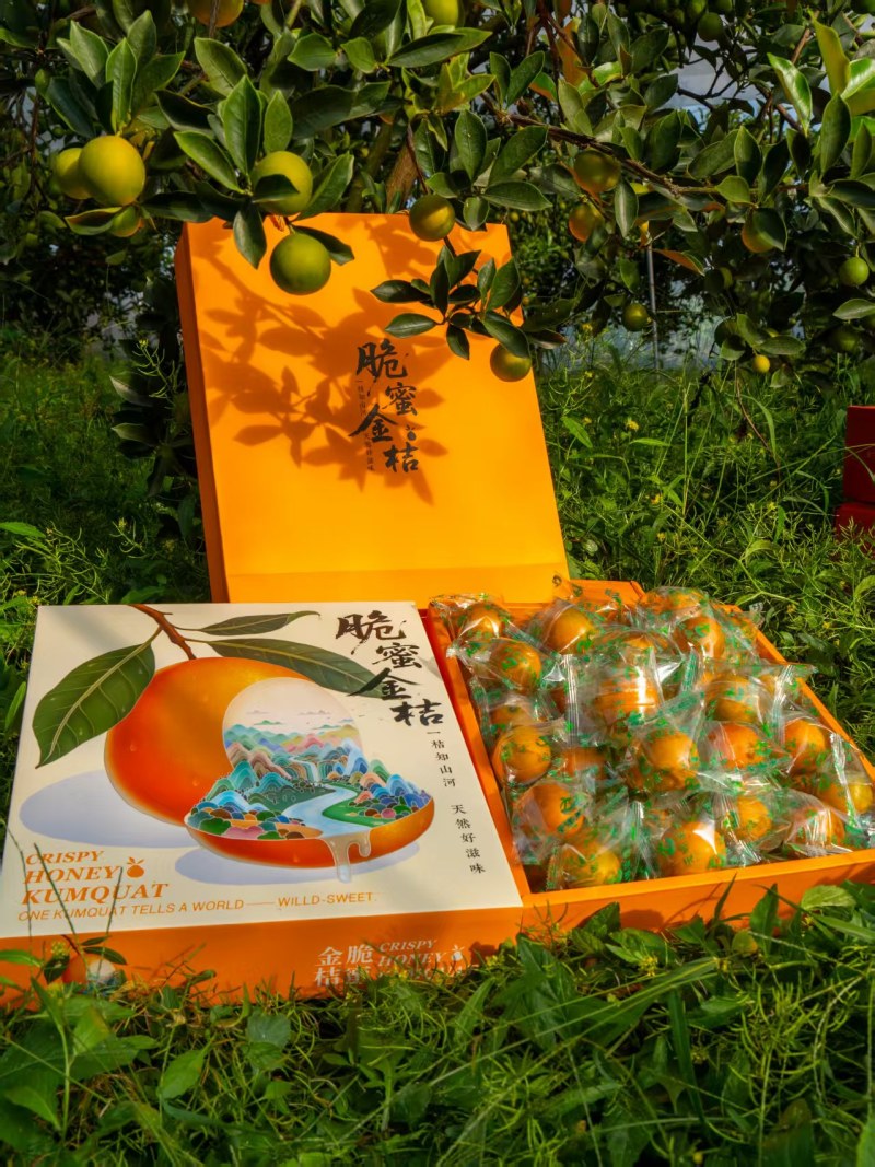 【实力】脆蜜金桔，金桔精品装热烈欢迎来我们基地考察订购